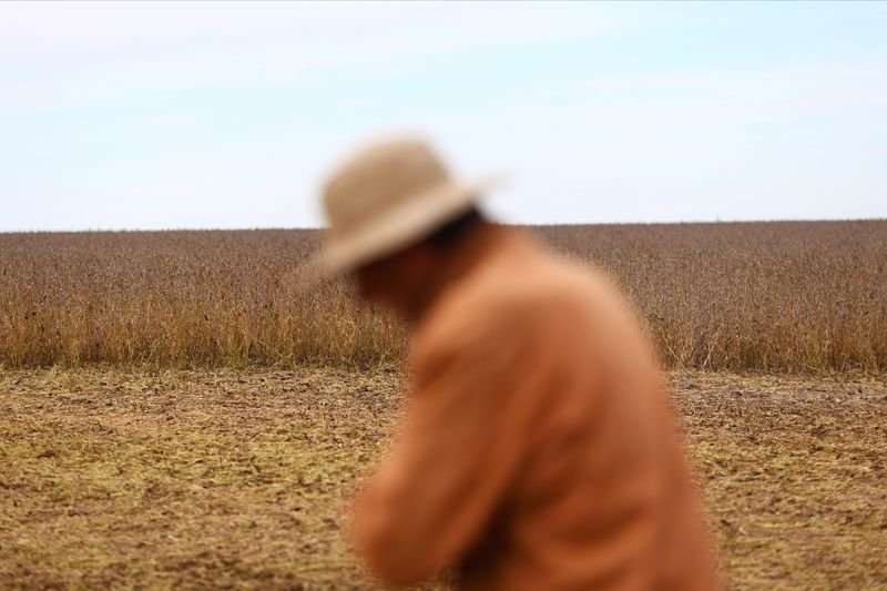 © Reuters. An agricultural worker walks next to a soy plantation, in Pergamino, on the outskirts of Buenos Aires, Argentina, May 15, 2024. REUTERS/Matias Baglietto